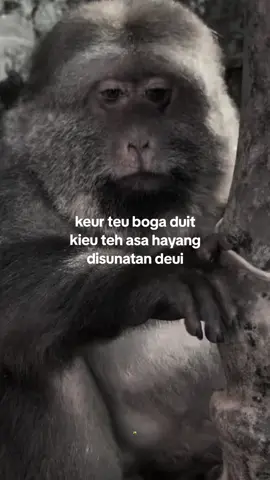 beh aya nu nyecep 🤭 #capruk #storysunda #monyetgalau #atuheuy 