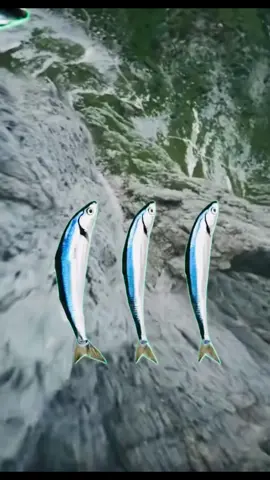 Spinning fish #SpinningFish #fish #pet #pets #fih @SpinningFish 