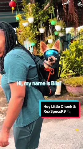 ✨ Meet the crew 🌿🐾 Today we switched it up — instead of our usual beach walk, we strolled the neighborhood. The pups even tried their new RecSpecs K9 goggles (breathable + UV protection 😎) and loved them once they got moving. 👑 Bilal — our 15-year-old Yorkie, riding in style with the Little Chunk backpack 🎒. He walked a little, rested a little, and soaked it all in. 🐩 Freedom (aka Free Free) — our 4½-year-old toy poodle, always full of energy and ready for adventure. 🐾 Shug Shaq — our 2½-year-old mini golden doodle, playful, curious, and keeping everyone on their toes. Different walk, same joy. 💛 #DogLife #RecSpecsK9 #LittleChunkPack #DogsofTikTok #SeniorDogLove @Rex Specs Dog Goggles @Little Chonk 🐾 