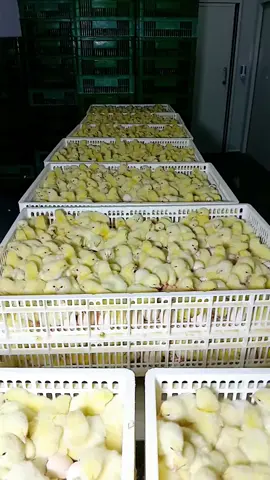 When we talk of Broilers, Breed Hubbard, Ross and Cebb