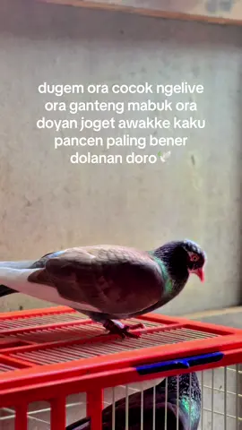 🤓#merpati #merpatilovers #merpatiku #merpatikolong #merpatikolongbebas #merpatikolongindonesia #fypシ゚viral #fypage #fyp 