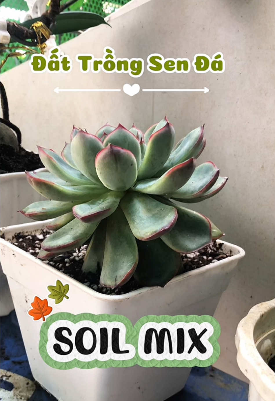 Có ai như mình nghĩ đất nào cũng trồng dc sen đá hông? #upnity #xemvuisamda #greenhome #senda #meembevin 