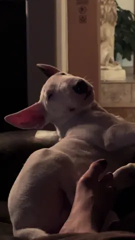 Just a sleepy #bullterrier #puppy . #dog #gooddog #bullybreed 