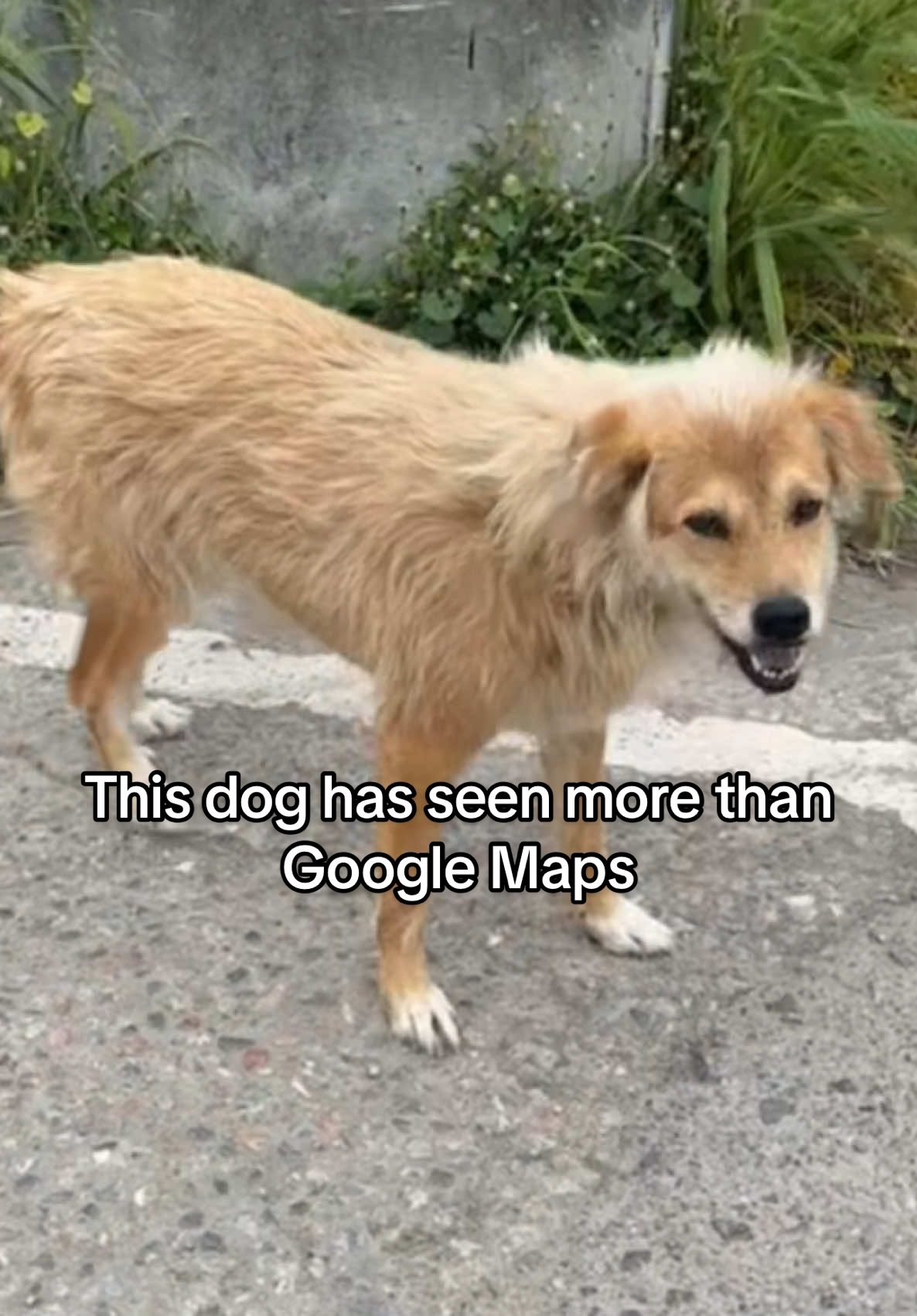 This dog has seen more than Google Maps 🗺️  #straydogs #dogrescue #thailand #farang #doglife 