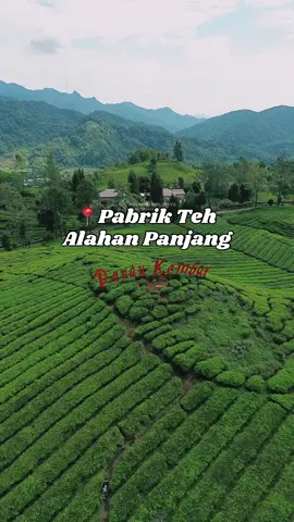 Kebun Teh Alahan Panjang. Dari hamparan daun teh yang segar hingga kehangatan secangkir teh, semua bermula di sini – Alahan Panjang, Danau Kembar. Yuk explore ranah minang bersama pelangiholidays #pelangiholidays #exploresumbar #tripsumbar #toursumbar #wisatasumbar 