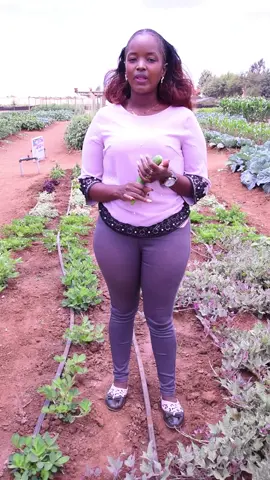 SIKU ZILIZOBAKI NI SABA SASA. 🗓️: 2, 3 na 4 Oktoba 2025 📍 Agitech Seedling Ground, Mutithi-Mwea, Kirinyaga County. Jiandae kushuhudia teknolojia mpya za kilimo, mafunzo na fursa za kibiashara zitakazoinua kilimo chetu. Usikose tukio hili kubwa la kilimo! #7daystogo #agitechgrandexpo #kilimo #kilimobiashara 