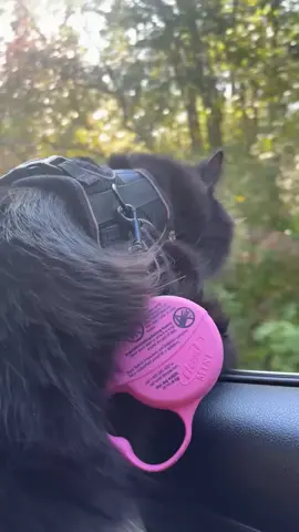 Who’s cat is this?  #fyp #catsoftiktok #catmom 