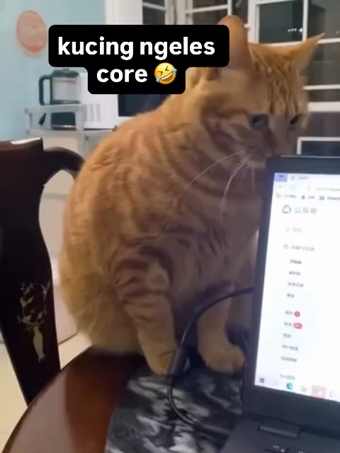 Kucing Core Ngeles #kucingcore #kucinglucu #videolucu #foryou #ngakak