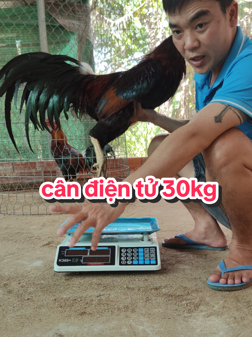 Cân điện tử tính tiền 30kg đa năng bảo hành 1 năm đỗi trả 15 ngày.!#gàchiến #gàchọi #gà_chọi_việt_nam #gà #gàchoivietnam🇻🇳 