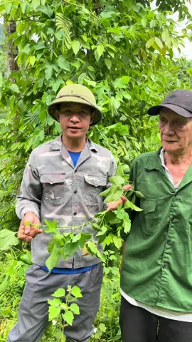 Cây gấc tiêu u,  chỗ anh chị còn có cây này không hãy chia sẻ cùng ông cháu Ngâm nhé. #l#LearnOnTikTokc#chauvanngamt#thaoduocdantoc