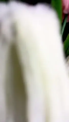 Angganda ng colors! 💫💐 #fuzzywire #dreamyhandmadefactory #fuzzywireflowers #tulipfuzzywire #fyp