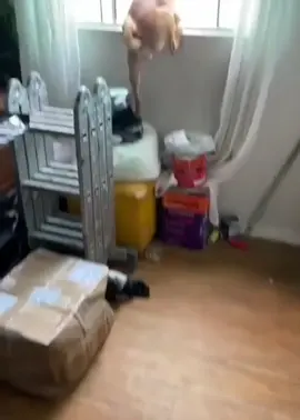 Độ hóng hớt của Cậu Vàng thuộc hàng Max level. 