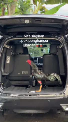 Semoga masih ada cintanya🥁🐔#pakhoyfullbrakot #pakhoydrumband🥁🥁🥁 #ayambangkok #fyp 
