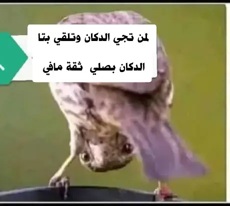 #جلنطيات_لضحكة😂😂💔💔 