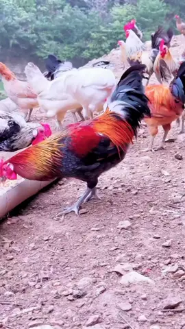 #birds #farmlife #fentysuperbrandday #LanguageLearning 