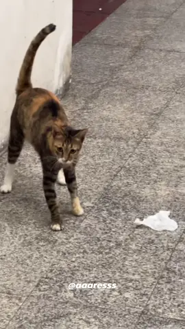 แมวป่าล่าทิชชู่ 🐱🧻🇹🇭 | #cat #thailand #chinatown #bangkok #fyp