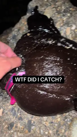 some type of sea hare #fishing #fyp #fish #fishtok #wtf 