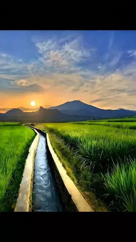 Senja di pematang sawah, merona bagai pipimu yang teduh, membuatku jatuh cinta pada desa—dan juga padamu. #nature #vibes#tiktok#senja#desaku 