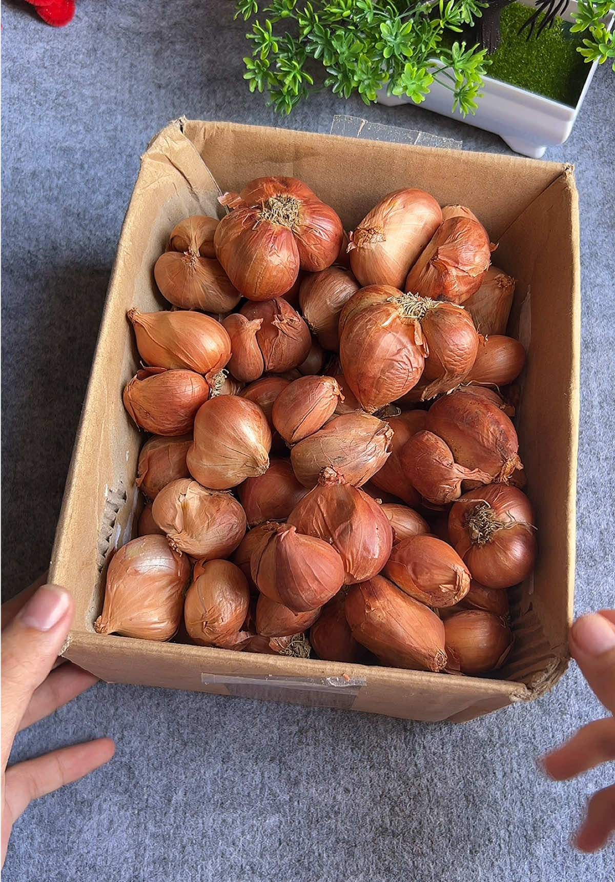 Hành ta Kinh Môn Hải Dương các bác ơi #hanhkinhmon #hanhkhokinhmon #hanhta #xuhuong #tranghatay96  @Trang Hà Tây 96  @Trang Hà Tây 96  @Trang Hà Tây 96 