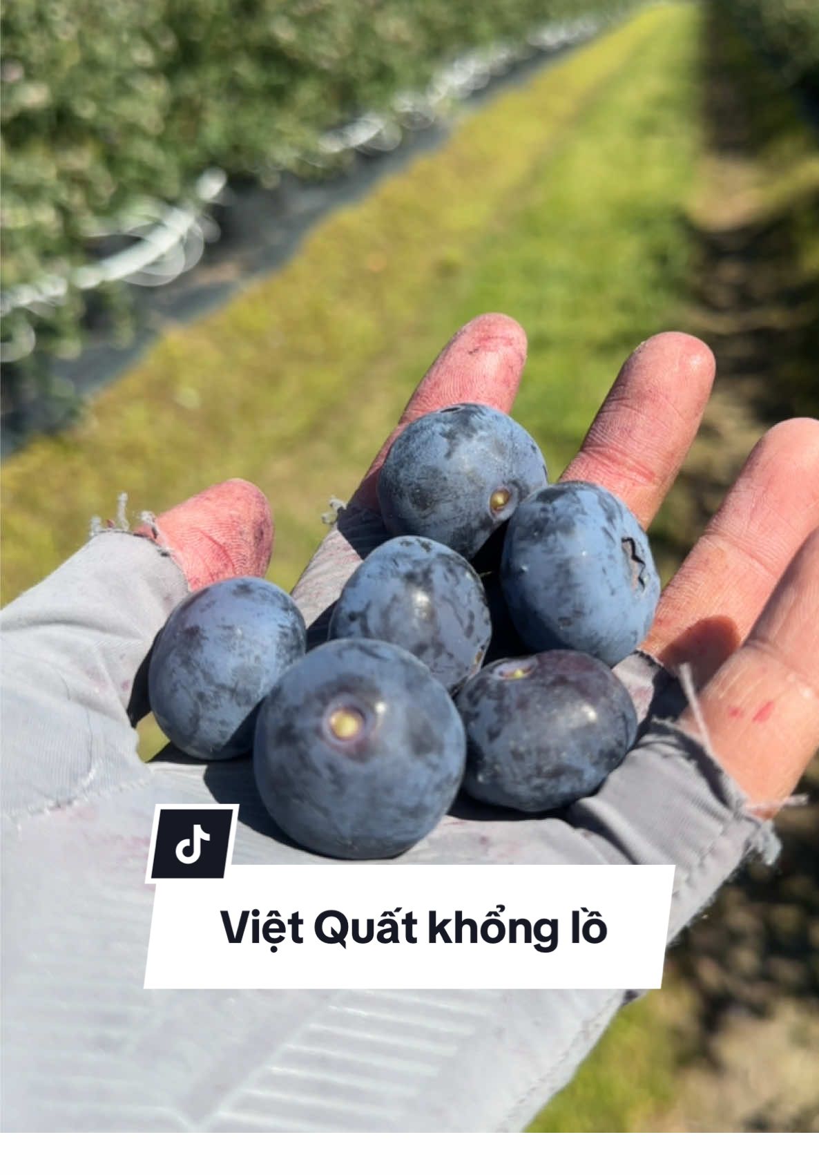 To như quả Nho #viral #blueberry #462 #australia 