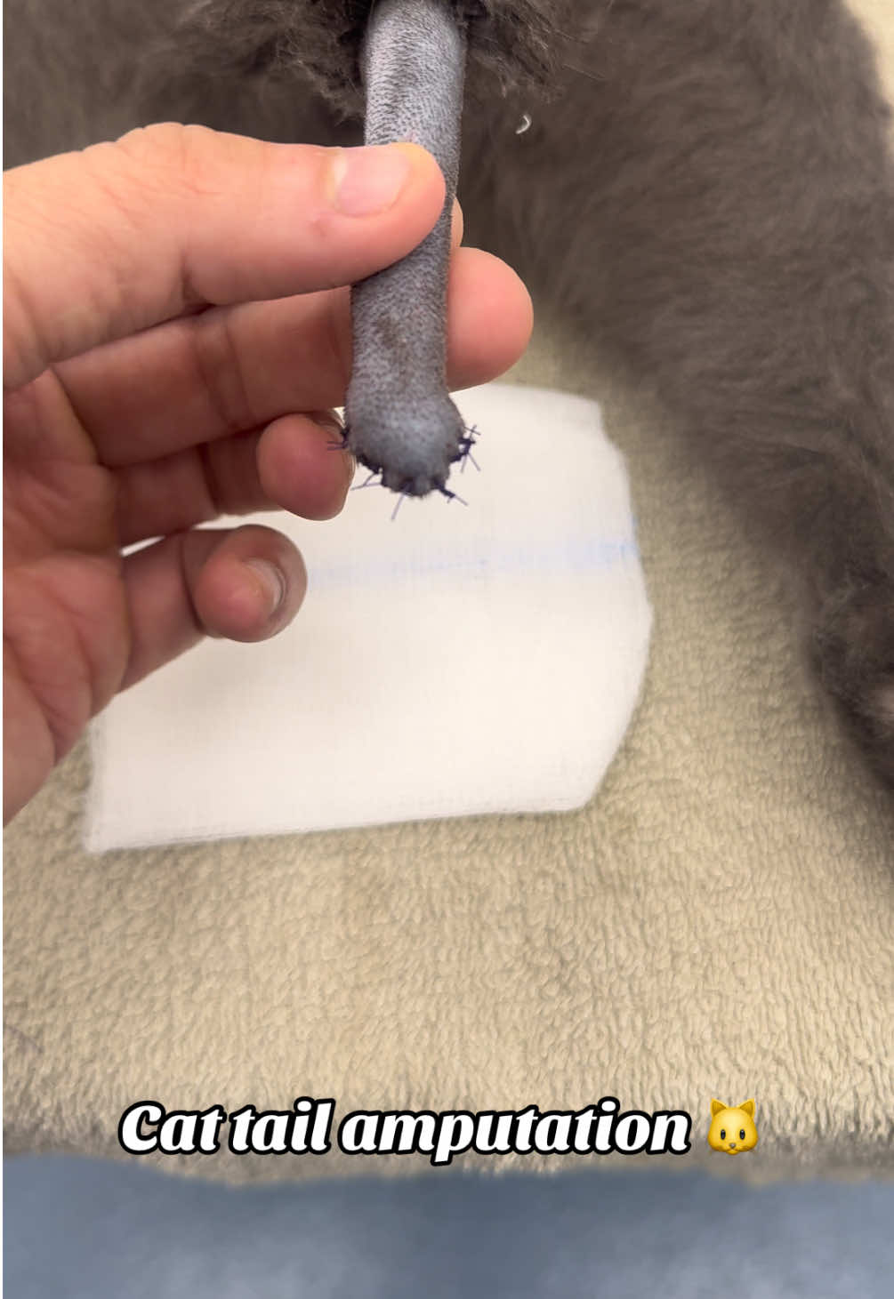 Cat tail amputation 🐱  #cat #vetnurse #vettechlife #veterinariansoftiktok #veterinarymedicine 