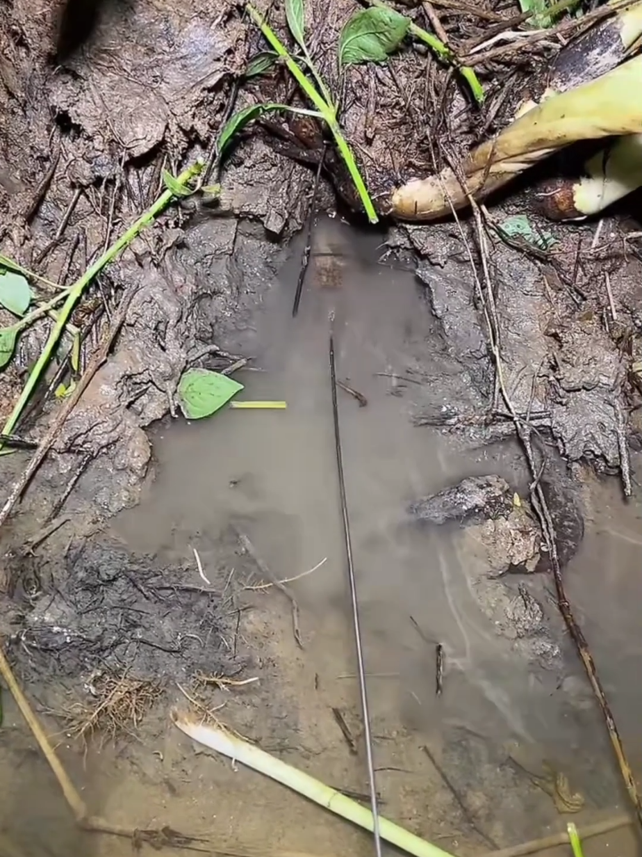 Câu lươn đêm gặp trúng lươn rẻn #cauluongkhung #fyp 