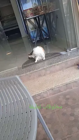 مخلوقات لطيفة#floresamarillas #chelsea #hoco#d4vd #skate 