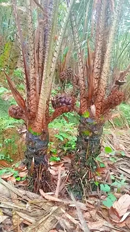 proses penyerbukan bunga salak #petani #kebun #salak #fyppppppppppppppppppppppp #salakpondohwonosobo 