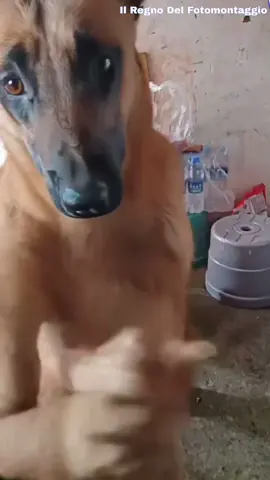 Quando pensavi di aver visto tutto arriva lui 🐕‍🦺 😂😂😂😂😂😂 #banfy #bambam #neiperteee #perte #viral #videodivertenti #rex #hahaha😂😂😂 
