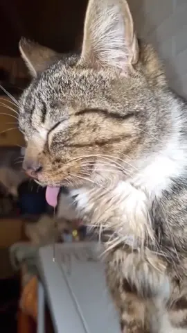 The many bizarre sleeping postures of cats#funnycats #funnyanimals #petvideos #cat #catsoftiktok   