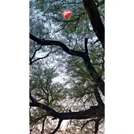 #Oda picha lran da ki faida ❤️‍🩹#fyp #100k #❤️سوہناپنجاب #پینڈاں_آل #viral #foryoupage 