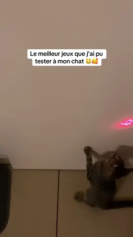 C’est le meilleur jeux pour que elle s’amuse sans fin ! #fyp #chaton #pourtoi #chat 