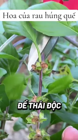 Rau húng quế #rauhungque #xuhuong2025 #tinlemethucvat #suckhoechomoinguoi 