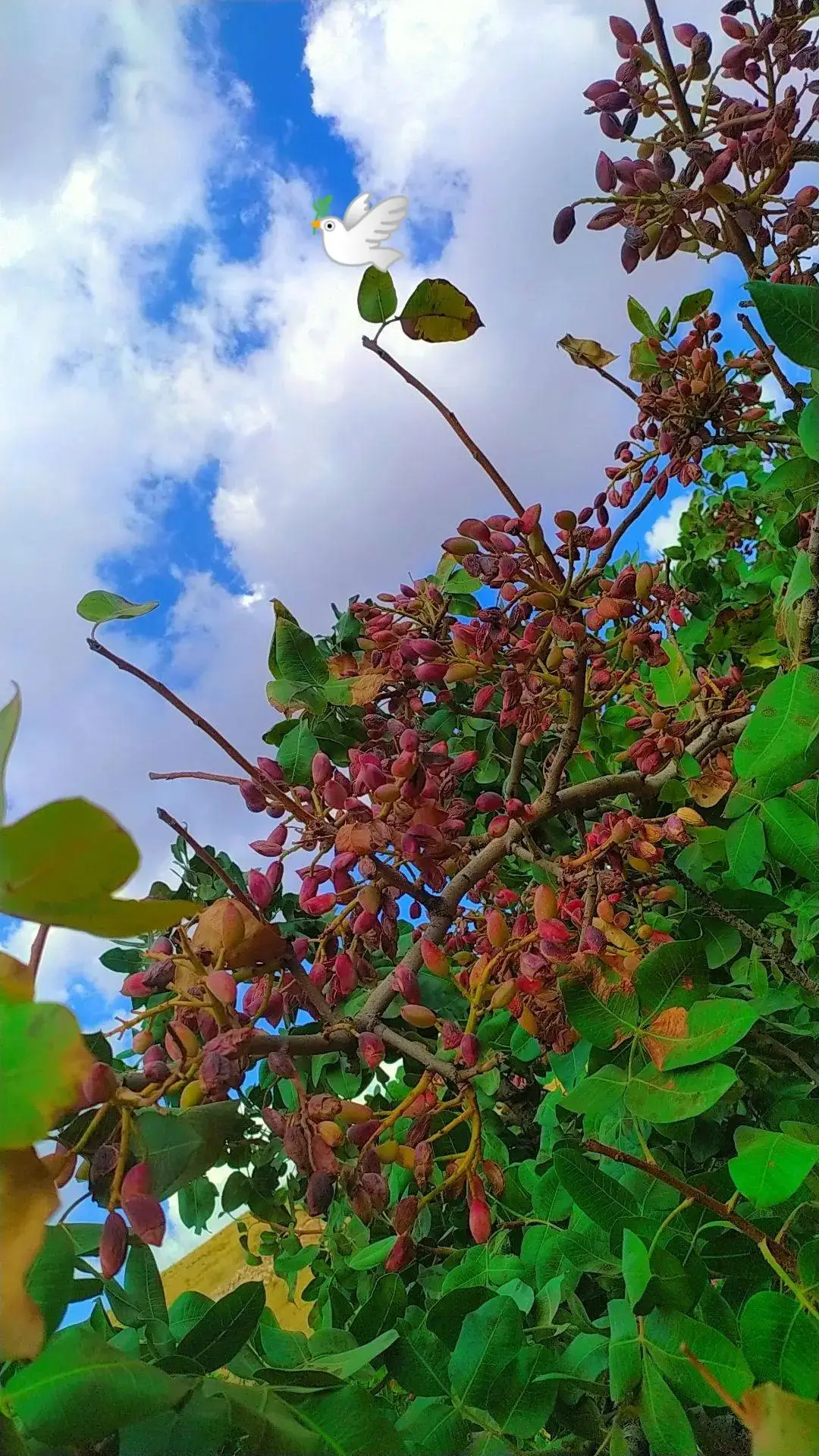 #27canee #kurtçeşarkılar 