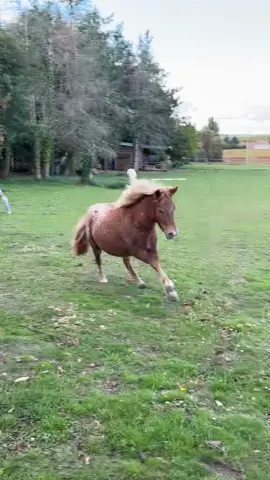 Ma petite sauvageonne🤩 #pouliche #apaloosa #libre #galop #nature