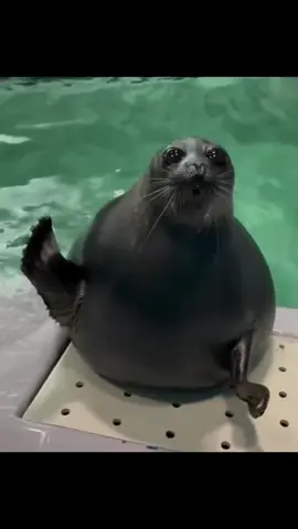 #тюленьчики #fyp #🦭❤️ #seallife #тюлень 