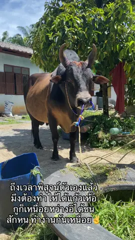 ทำกันเหนื่อยหว่างอิได้ชนสักหน  ได้ชนแล้วก็ต้องทำให้เต็มที่ ให้สมบูรณ์ที่สุด #เทรนด์อันดับ1วันนี้ #โหนดพิชิดชัย #ลูกบ้านๆ #ชูแก้ว #เทรนด์วันนี้ในtiktokดันขึ้นฟีด 