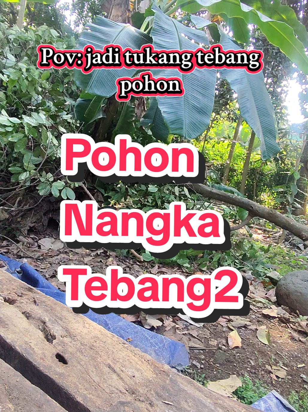 Renov rumah dan kita bersihkan pohon yang ada di samping rumah #renovasirumah #fypシ #viral #video #viralvideo 