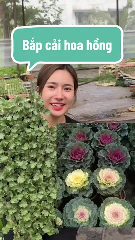 Bắp cải hoa hồng trồng giờ là mấy bữa lạnh lên màu đẹp lắm đó ạ! Anh chị nào ưng em này không? #LAGreen #vuivemoingay❤️ #caygiong 