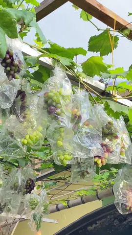 Anggur jenis apa ini hayoo 😋 #fyppppppppppppppppppppppp #smallgarden #homegarden #anggurimport #anggur 