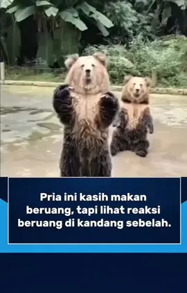 #beruanglucu #funnybear #tertawa  #haha  #videolucungakak  #hiburanlucu 