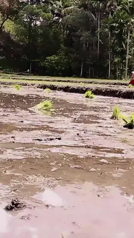 pekerjaan yang tidak pernah saya skip kalo sudah di kampung (REDE)#betongwelu #rede  #manggarai_flores_ntt #manggarai 