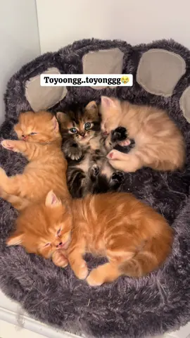 Toyonnng..Acu di cekap oyens 😭 #catlovers #kucingoyen #kucinghitam #kucinglucu #kitten 