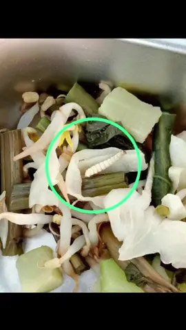 SALAH SATU FAKTOR PENYEBAB KERACUNAN MBG YG TERJADI DIBANDUNG BARAT 😢#keracunanmbg #keracunanmbgbandungbarat #mbgbandungbarat 