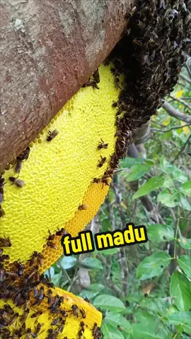 RASAKAN SENSASI SUARA LEBAH #maduhutanliar #APISDORSATA #hutankalimantan #fypppppppppppppppppppp #hananmadu 