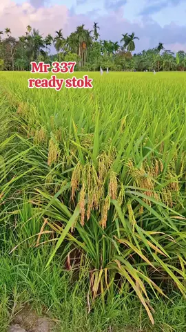 #benih #unggul #MR337 #fyppppppppppppppppppppppp #petani #Melenial 