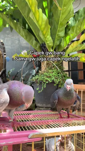 Capek kita juga tong #merpatirumahan #merpatitinggian #merpatitomprang #merpatitinggi #merpatiindonesia 