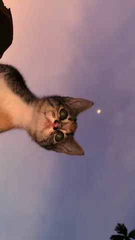 fly high, kitty🤍