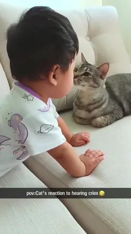 🐱: “Turn That Noise Off! “ #cat #catsoftiktok #funnyvideos #fyp #pet 