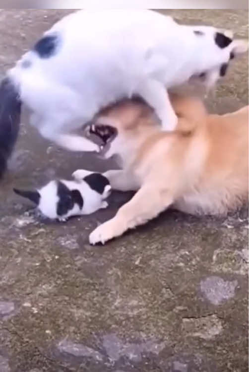 Never challenge your mother. 